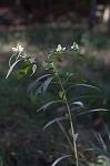 White turtlehead