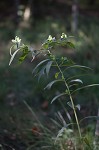 White turtlehead