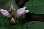 Pink turtlehead