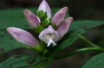 Pink turtlehead