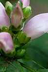 Pink turtlehead