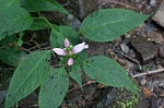 Pink turtlehead