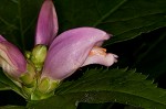 Pink turtlehead