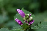 Pink turtlehead