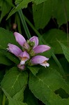 Pink turtlehead