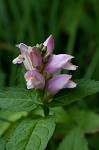 Pink turtlehead