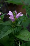 Pink turtlehead