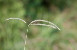 Paraguayan windmill grass