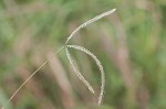 Paraguayan windmill grass