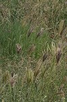 Feather fingergrass