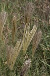 Feather fingergrass