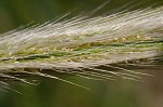 Feather fingergrass