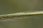 Feather fingergrass