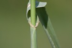 Feather fingergrass