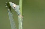 Feather fingergrass