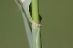 Feather fingergrass