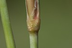 Feather fingergrass