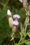 Canada thistle