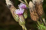 Canada thistle