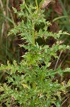 Canada thistle