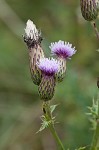 Canada thistle