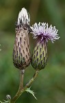 Canada thistle