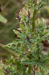 Canada thistle