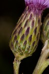 Canada thistle