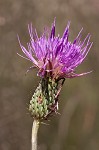 Virginia thistle