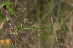 Virginia thistle