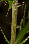 Virginia thistle