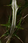 Virginia thistle