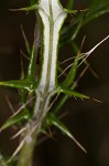 Virginia thistle