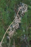 Jamaica swamp sawgrass