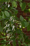 Kentucky yellowwood