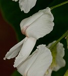 Kentucky yellowwood