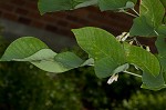 Kentucky yellowwood