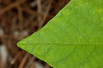 Kentucky yellowwood