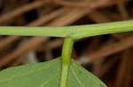 Kentucky yellowwood