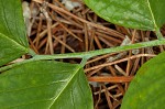 Kentucky yellowwood