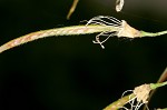 Kentucky yellowwood