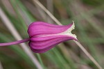 Whiteleaf leather flower