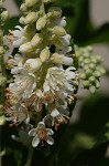 Sweet pepperbush