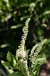 Sweet pepperbush