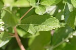 Sweet pepperbush