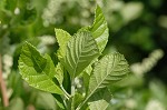 Sweet pepperbush