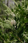 Sweet pepperbush