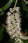 Sweet pepperbush