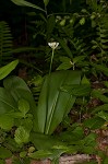 Speckled wood-lily <BR>White clintonia