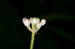 Speckled wood-lily <BR>White clintonia